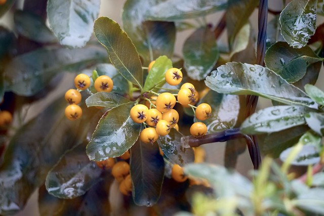 Orange/Yellow Pyracantha Berries