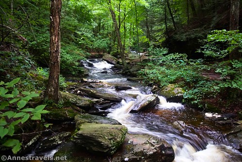 Kitchen Creek in Glen Leigh, Falls Trail, Ricketts Glen State Park, Pennsylvania