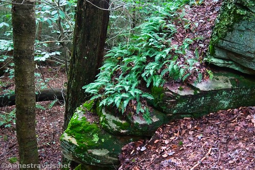 Ferns on a boulder along the Highland Trail, Ricketts Glen State Park, Pennsylvania