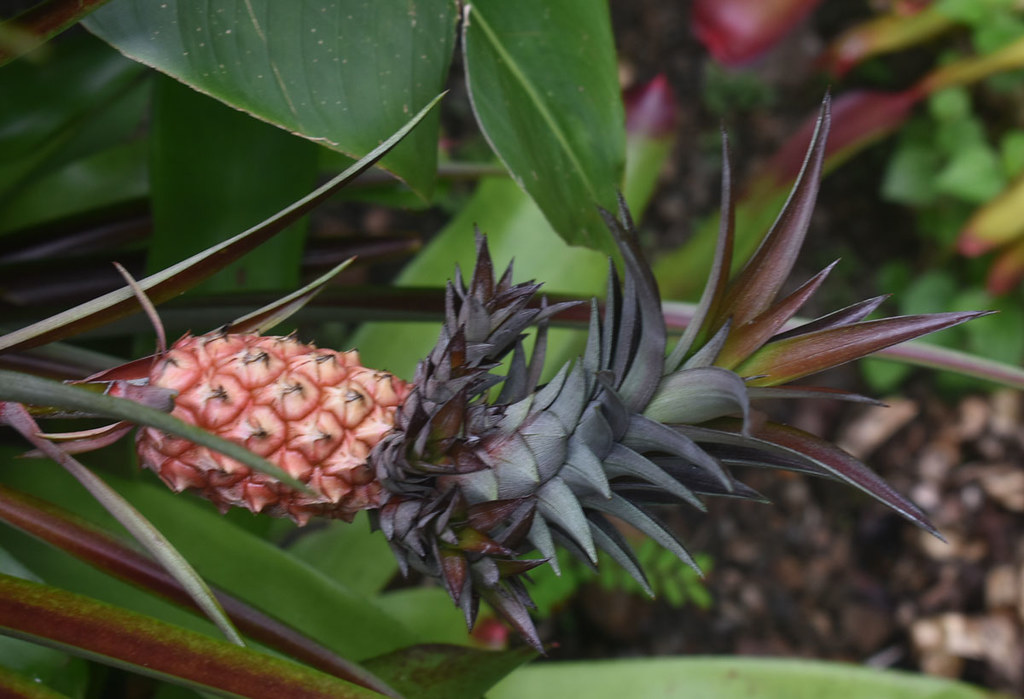 Ananas ?, Flecker Botanic Garden, Cairns, QLD, 23/01/23