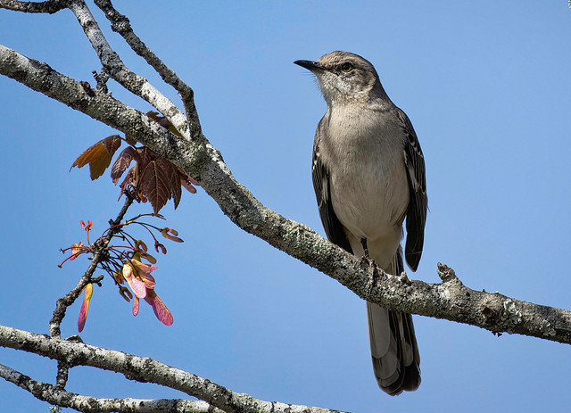 Northern Mockingbird on an Early Spring Morning