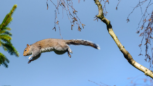Flying Squirrel?!