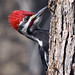 Flickr photo 'Woody the Pileated Woodpecker Show' by: Phil's 1stPix.