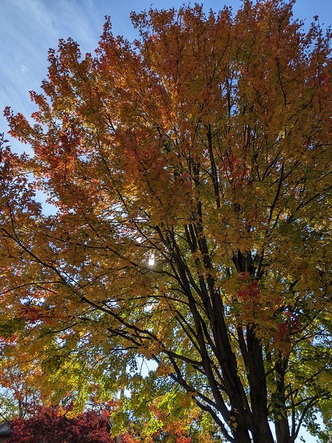 10-23-22 Dayton 11 fall colors