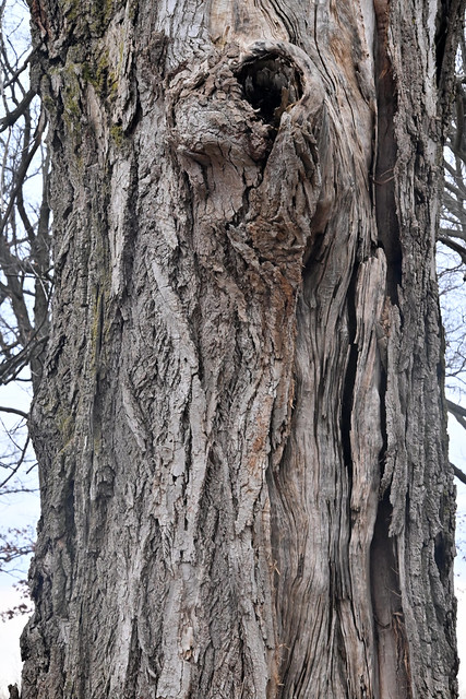 Old Tree, Fort Sheridan Forest Preserve and Beach, Fort Sheridan, Illinois, March 11, 2023 61 full