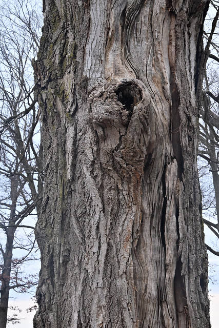 Old Tree, Fort Sheridan Forest Preserve and Beach, Fort Sheridan, Illinois, March 11, 2023 62 full