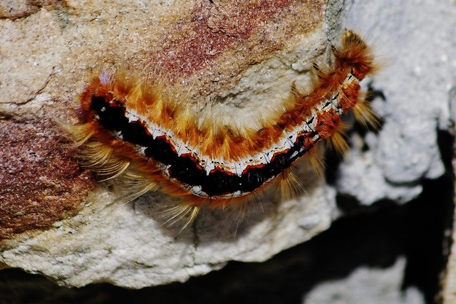 Eutricha capensis, The Cape Lappet Moth Caterpillar