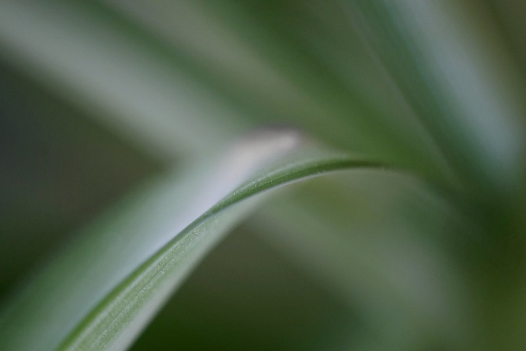 Abstraction in green.