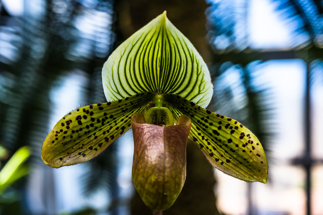 Devine Design - Pure magic: Slipper Orchid