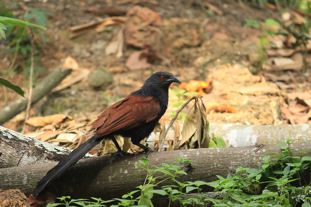 Greater coucal in our backyard