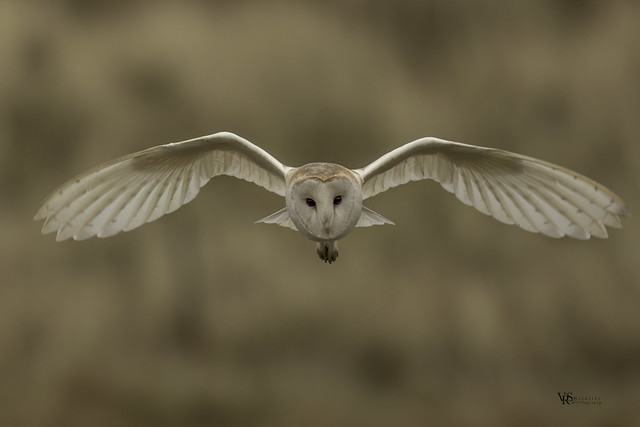 the hunting barn owl stare