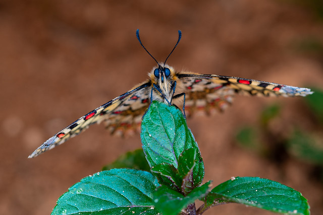 Butterfly portrait