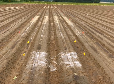 White struvite powder fertilizer spread on field