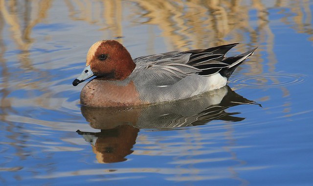 Wigeon Drake with Reflection