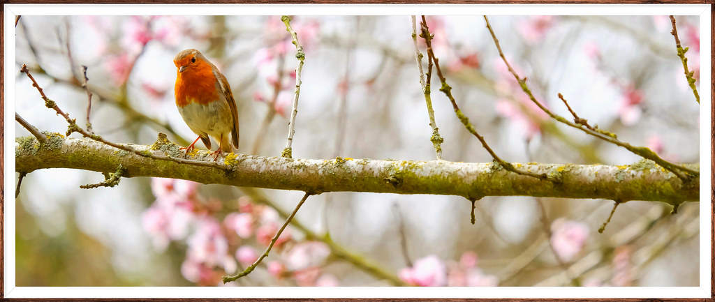 Robin on a Springtime Tree in Peckham Rye Park,