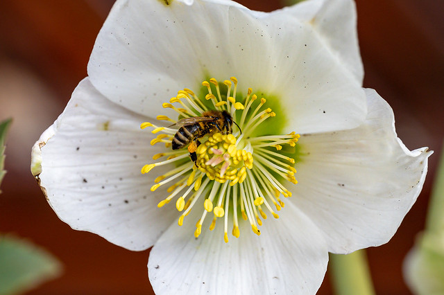 Bee on snow rose - 4913