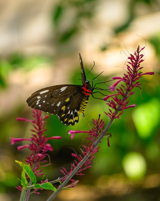 The Majestic Female Cairns Birdwing - A Symbol of Natural Beauty!