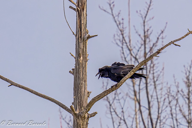 Grand Corbeau - Corvus corax - Northern Raven