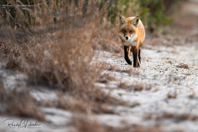 Red Fox | Vulpes Vulpes | 2023 - 15