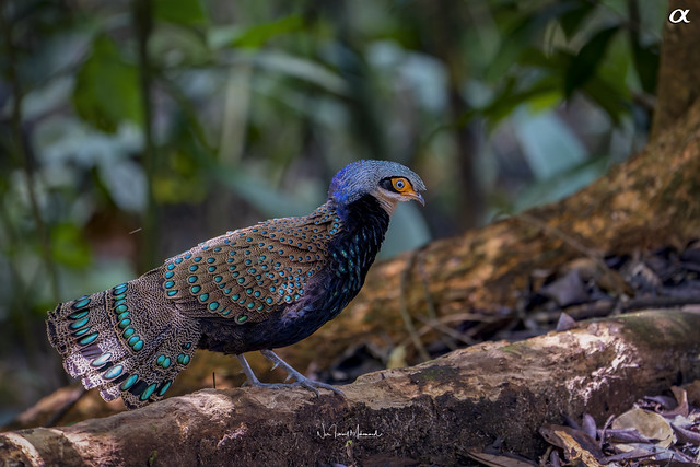 Bornean peacock-pheasant (Lifer #490)