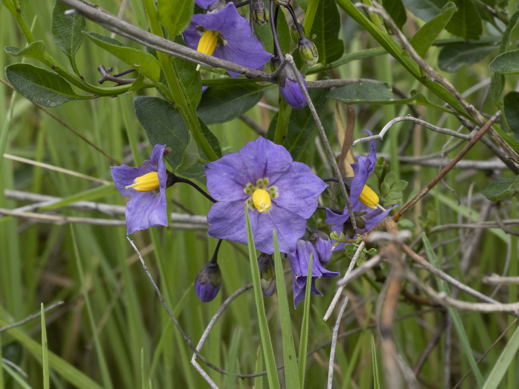 Parish's Nightshade (Solanum parishii, Solanaceae) | Flickr