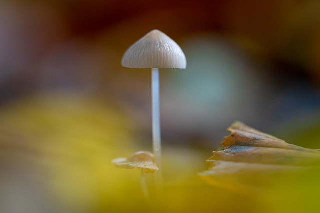 Little mushroom in the forest