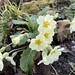 The first Primroses