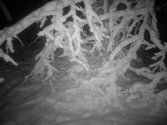 Fox in snow / Rebane lumes