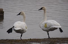 Swans pics