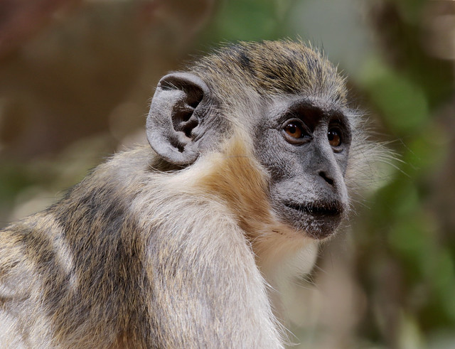 Vervet monkey - Chlorocebus pygerythrus