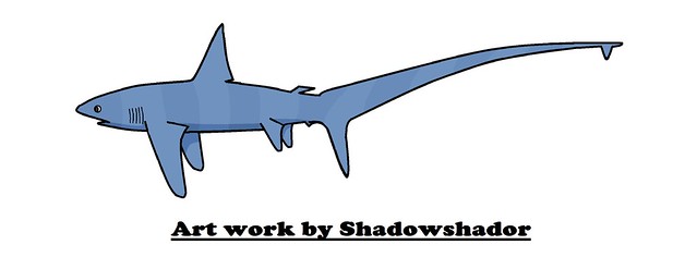 Extinct thresher shark (Alopias hermani†)