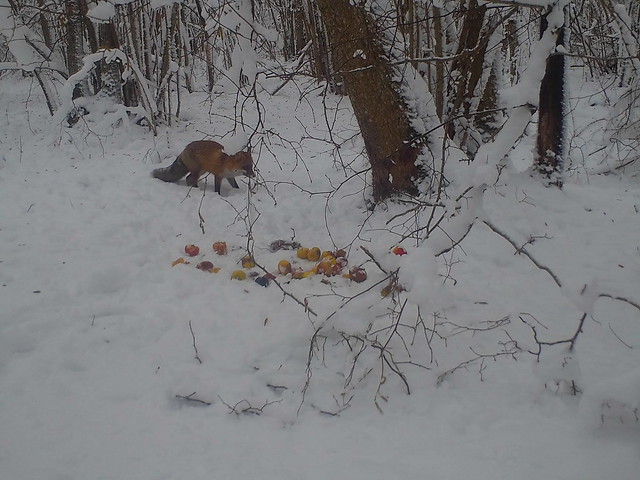 Fox in snow / Rebane lumes