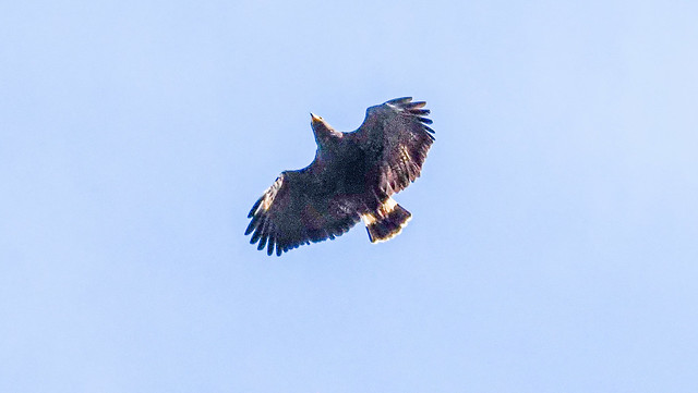 Common-Black-Hawk-Corcovado-National-Park--Costa-Rica--2023--M2208037