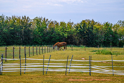 Horse In The Paddock