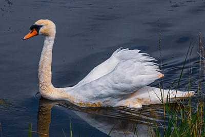 Swan Showboating