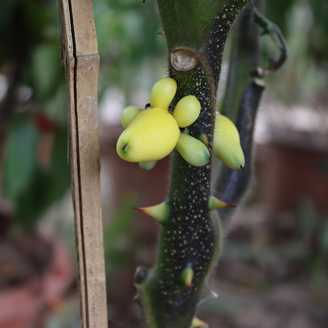 Quả cà dư thừa bày mâm ngũ quả (Solanum mammosum)