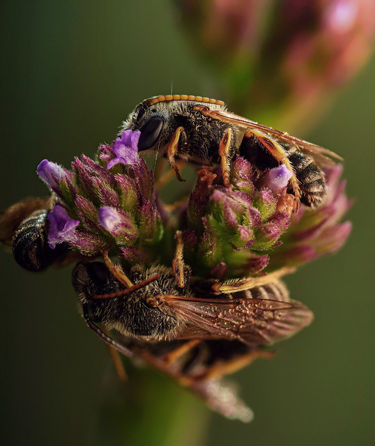 Furrow bees (Halictus)