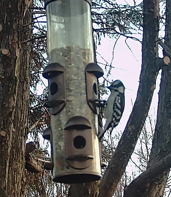 woodpecker 6-gigapixel-scale-4_00x