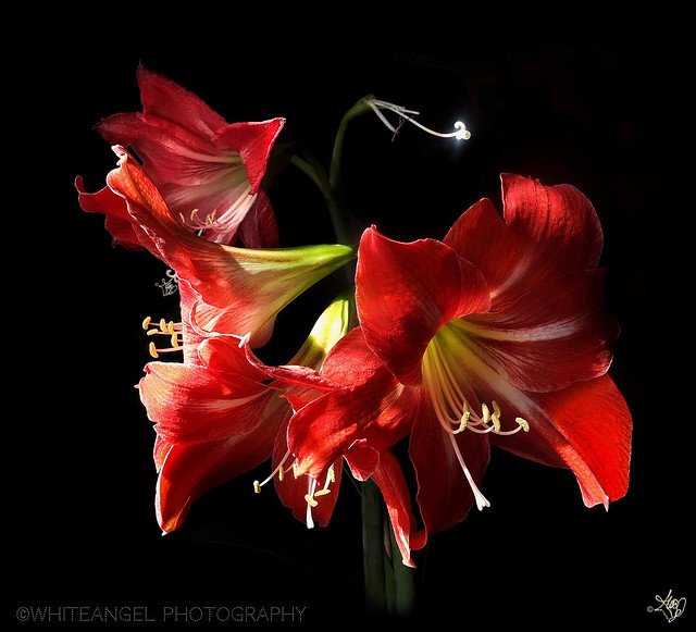 Second *Hippeastrum plant in full bloom (*genre Amaryllis). Super-Macro Light Painting by #WhiteANGEL #LimitEdition 12