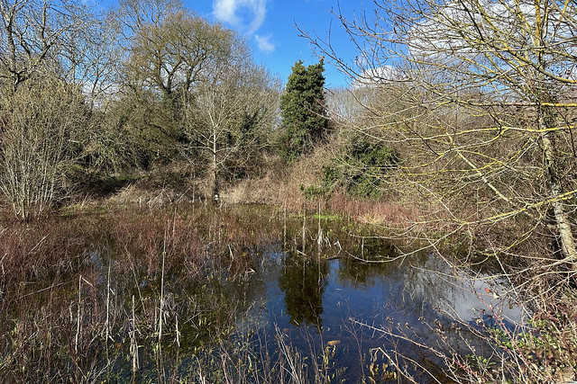 Local pond
