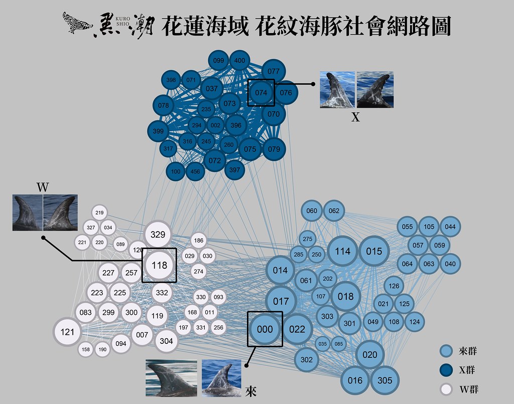黑潮累積10年花紋海豚個體辨識資料，並建置出社會網絡圖