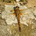 Flickr photo 'Black Darter female (Sympetrum danae)' by: gailhampshire.
