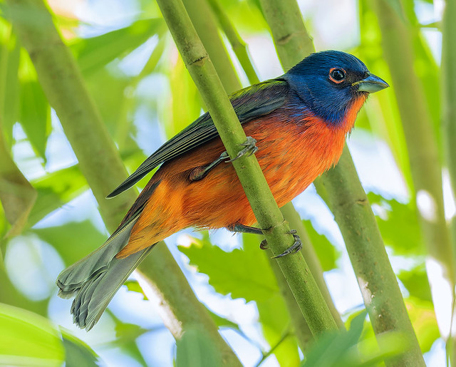 Painted Bunting at Green Cay Nature Preserve