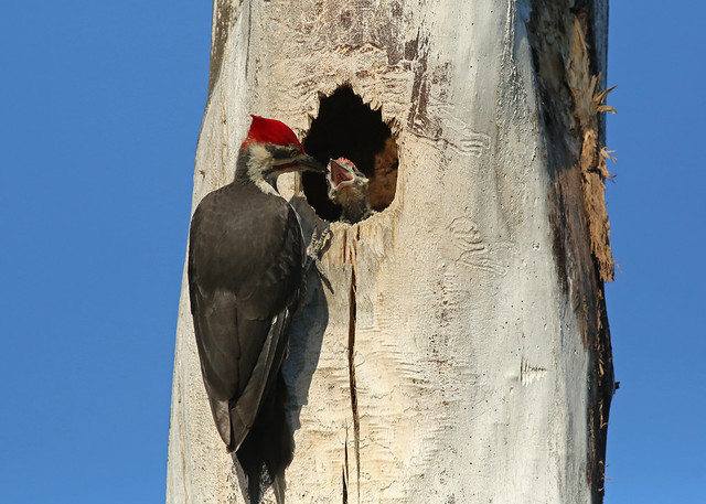 Pileated Woodpeckers...#16