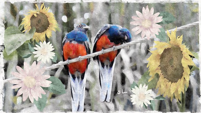 Pássaros e Flores