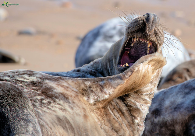 Seals at Horsey Gap, Norfolk