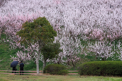 Anzu-no-sato apricot park