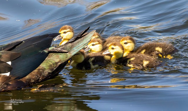Muscovey Ducklings.