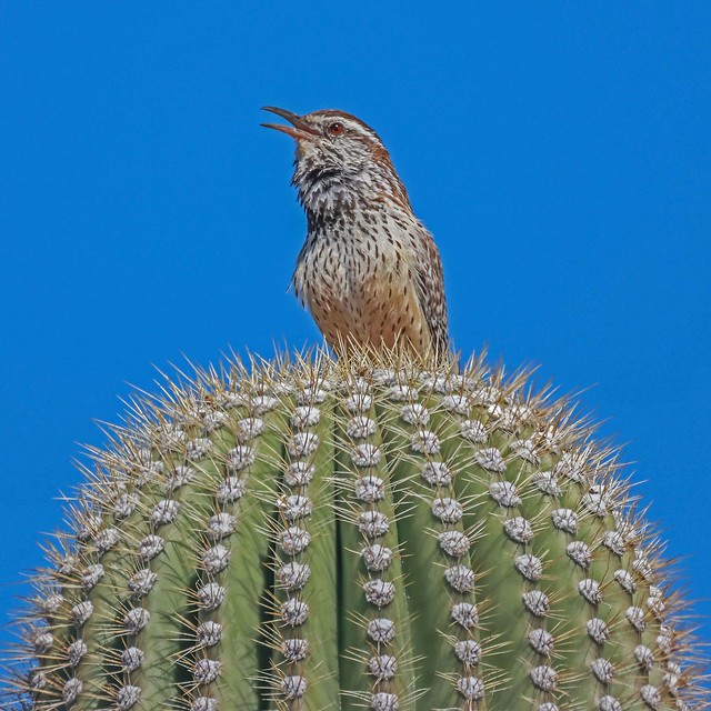 Cactus Wren Singing