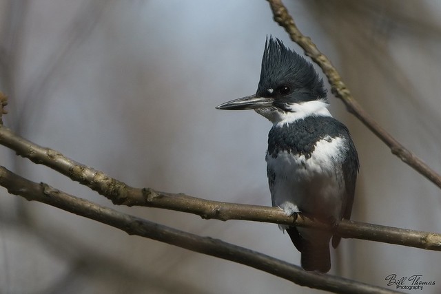 Belted Kingfisher 2023 - 001